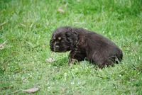 bonchocmale, a male Cocker Spaniel for sale in Oakland, OR – Photo 5 of 7