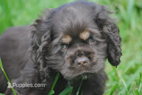 bonchocmale – Cocker Spaniel puppy for sale in Oakland, OR