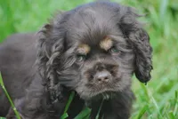bonchocmale, a male Cocker Spaniel for sale in Oakland, OR – Photo 1 of 7