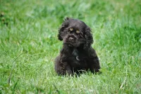 bonchocmale, a male Cocker Spaniel for sale in Oakland, OR – Photo 2 of 7