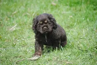 bonchocmale, a male Cocker Spaniel for sale in Oakland, OR – Photo 6 of 7
