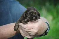 bonchocmale, a male Cocker Spaniel for sale in Oakland, OR – Photo 1 of 6