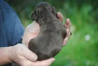 bonchocmale, a male Cocker Spaniel for sale in Oakland, OR – Photo 4 of 6
