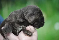 bonchocmale, a male Cocker Spaniel for sale in Oakland, OR – Photo 5 of 6