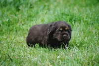 bonchocmale, a male Cocker Spaniel for sale in Oakland, OR – Photo 3 of 7