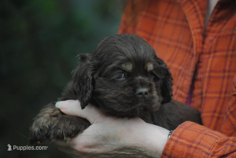 bonchocmale – Cocker Spaniel puppy for sale in Oakland, OR