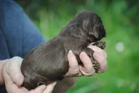 bonchocmale, a male Cocker Spaniel for sale in Oakland, OR – Photo 3 of 6