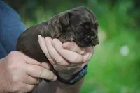 bonchocmale, a male Cocker Spaniel for sale in Oakland, OR – Photo 6 of 6