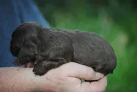 bonchocmale, a male Cocker Spaniel for sale in Oakland, OR – Photo 2 of 6