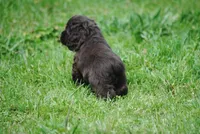 bonchocmale, a male Cocker Spaniel for sale in Oakland, OR – Photo 7 of 7