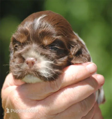 prince2fem – Cocker Spaniel puppy for sale in Oakland, OR