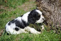 prince3male, a male Cocker Spaniel for sale in Oakland, OR – 3 of 10