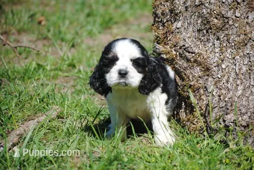 prince3male – Cocker Spaniel puppy for sale in Oakland, OR