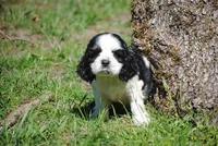 prince3male, a male Cocker Spaniel for sale in Oakland, OR – 1 of 10
