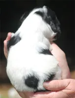 prince2male, a male Cocker Spaniel for sale in Oakland, OR – 3 of 10