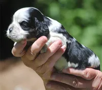 prince3male, a male Cocker Spaniel for sale in Oakland, OR – 2 of 10
