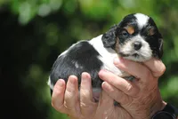prince1male, a male Cocker Spaniel for sale in Oakland, OR – 3 of 10