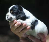 prince2male, a male Cocker Spaniel for sale in Oakland, OR – 10 of 10