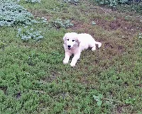 Great Pyrenees, a male Great Pyrenees for sale in Bayard, IA – 3 of 5