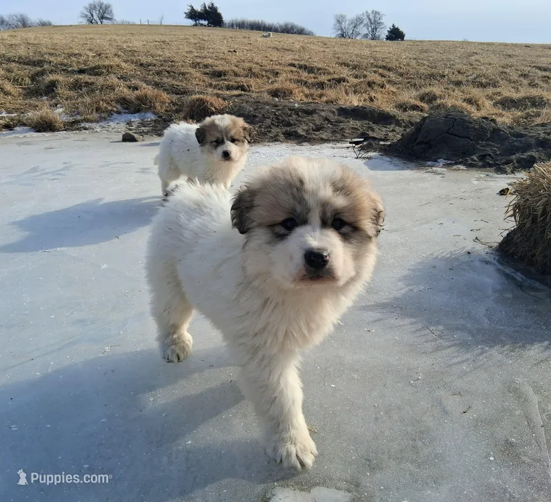 Great Pyrenees
