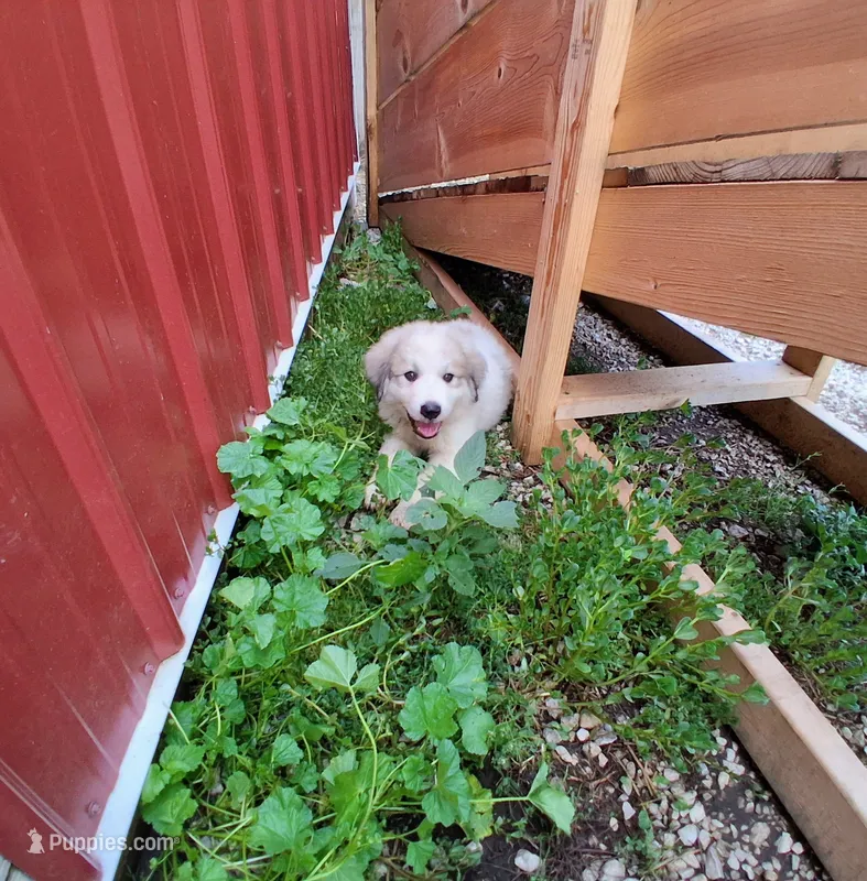 Great Pyrenees – Great Pyrenees puppy for sale in Bayard, IA