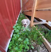 Great Pyrenees, a female Great Pyrenees for sale in Bayard, IA – 1 of 3