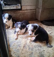 Border Collie, a female Border Collie for sale in Bayard, IA – 2 of 6