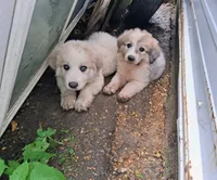 Great Pyrenees, a female Great Pyrenees for sale in Bayard, IA – 3 of 3