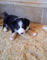 Border Collie, a female Border Collie for sale in Bayard, IA – 1 of 6