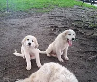 Great Pyrenees, a male Great Pyrenees for sale in Bayard, IA – 4 of 5
