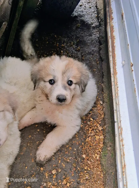 Great Pyrenees – Great Pyrenees puppy for sale in Bayard, IA
