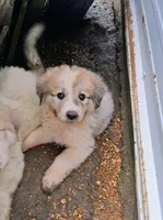 Great Pyrenees, a male Great Pyrenees for sale in Bayard, IA – 1 of 3