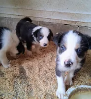 Border Collie, a male Border Collie for sale in Bayard, IA – 4 of 5