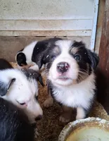 Border Collie, a male Border Collie for sale in Bayard, IA – 2 of 5