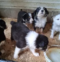 Border Collie, a male Border Collie for sale in Bayard, IA – 3 of 5