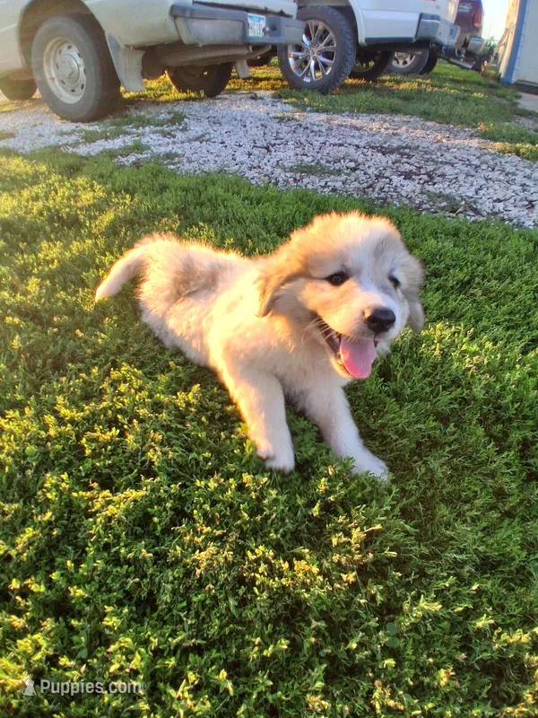 Great Pyrenees – Great Pyrenees puppy for sale in Bayard, IA