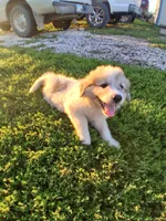 Great Pyrenees Female, a female Great Pyrenees for sale in Bayard, IA – 1 of 4
