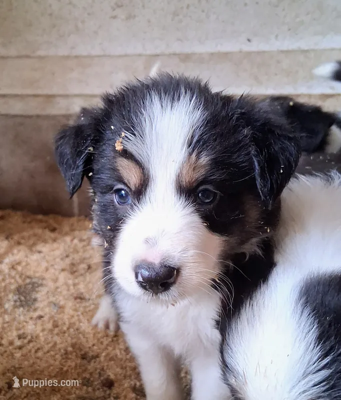 Border Collie – Border Collie puppy for sale in Bayard, IA