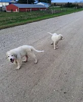 Great Pyrenees, a male Great Pyrenees for sale in Bayard, IA – 2 of 5