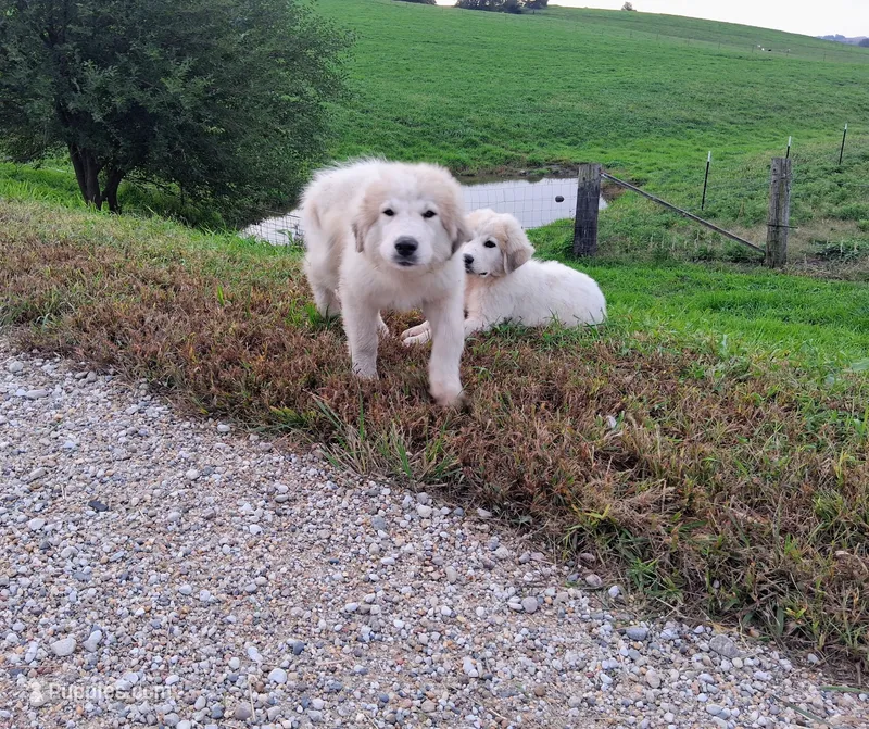 Great Pyrenees – Great Pyrenees puppy for sale in Bayard, IA