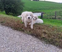 Great Pyrenees, a male Great Pyrenees for sale in Bayard, IA – 1 of 5