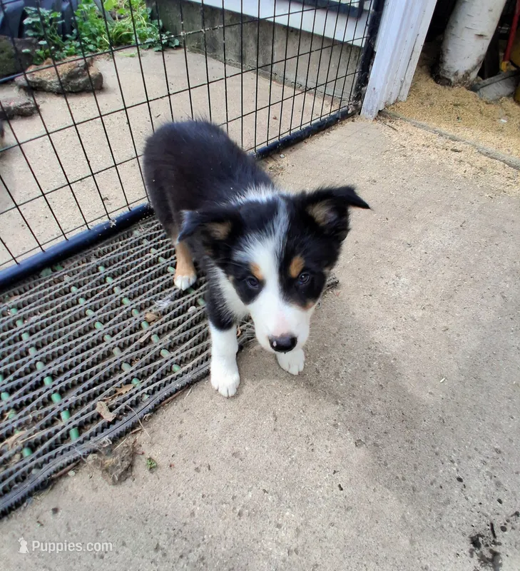 Border Collie 1 – Border Collie puppy for sale in Bayard, IA