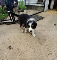 Border Collie 1, a female Border Collie for sale in Bayard, IA – 2 of 2