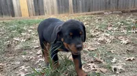 The Black Pearl, a female Rottweiler for sale in Edmond, OK – 3 of 9