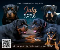 Yoshi, a male Rottweiler for sale in Edmond, OK – 4 of 8