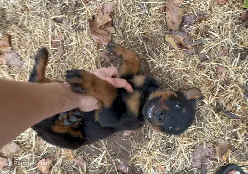 Bubbles, a female Rottweiler for sale in Edmond, OK – 1 of 8