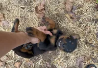 Bubbles, a female Rottweiler for sale in Edmond, OK – 1 of 8