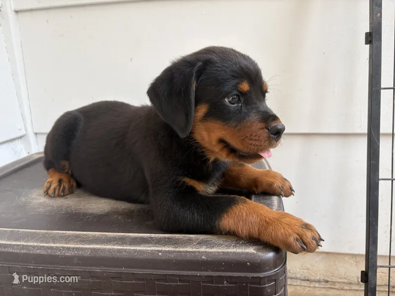 Cobra – Rottweiler puppy for sale in Edmond, OK