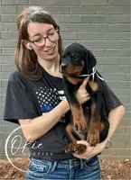 Gandalf , a male Rottweiler for sale in Edmond, OK – 2 of 6