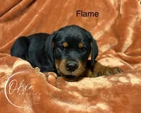 Flame, a male Rottweiler for sale in Edmond, OK – 2 of 7